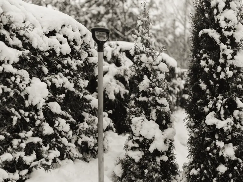 Schneeschaufel im frischen Schnee vor verschneiten Hecken